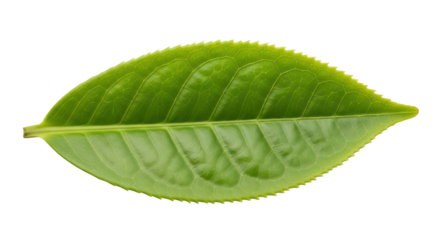 Fresh green tea leaf isolated on a white background product photography featuring leaf, tea, green isolated on white background for stock content use