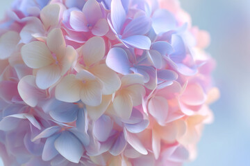 Fototapeta premium Soft hydrangea bloom ball romantic floral design