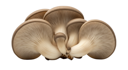 Modern fresh oyster mushrooms isolated on white still life photo highlighting oyster mushroom, mushroom, fungi ideal for branding or digital marketing content