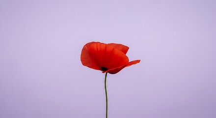 Vibrant Red Poppy Flower with Green Stem Against Soft Lavender Background