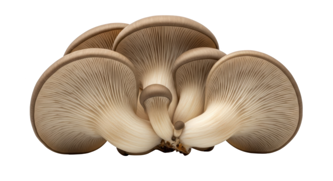 Modern fresh oyster mushrooms isolated on white still life photo highlighting oyster mushroom, mushroom, fungi ideal for branding or digital marketing content