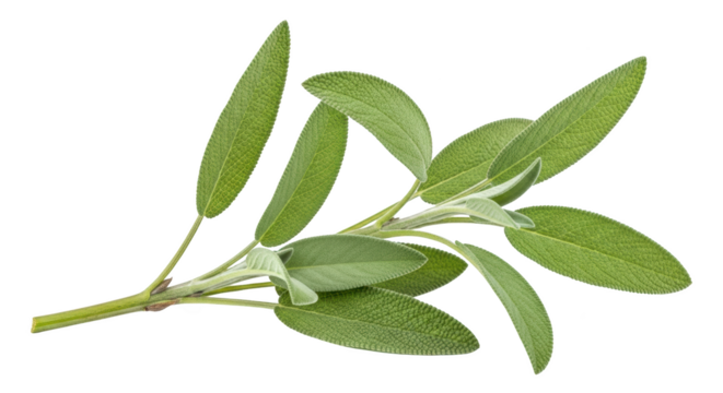 High quality fresh sage sprig isolated on white background mockup or design concept with sage, herb, fresh in studio lighting setup