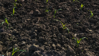 Young Corn Plants Growing  Agricultural Field