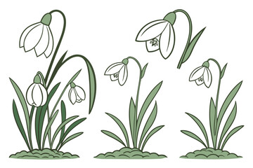 Three Groups of Snowdrop Flowers with Green Leaves and Soil on White Keywords: snowdrop, flower