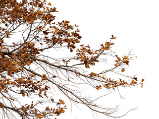 Photo of a natural oak branch with leaves on a transparent background