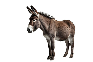 Donkey Isolated White Background,Transparent PNG