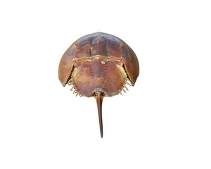 Mangrove horseshoe crab or Carcinoscorpius rotundicauda isolated on white background with clipping path.
