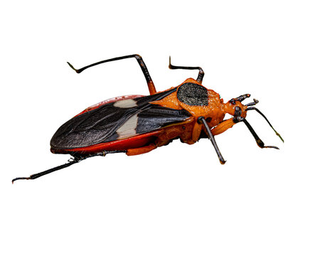 Assassin bug or Triatoma infestans isolated on white background. 3D illustration.
