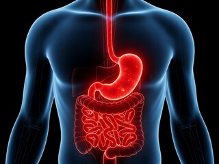 3D Human Digestive System Anatomy. Stomach and Intestines Highlighted in Red within Transparent Torso.