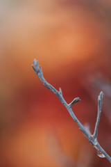 frost on branches
