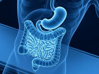 Medical 3D Render: Human Digestive System Anatomy with Stomach and Intestines