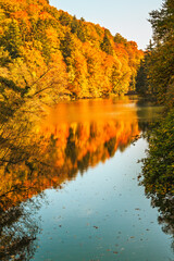 Paysage d’Automne Vibrant à l’Arboretum d’Aubonne