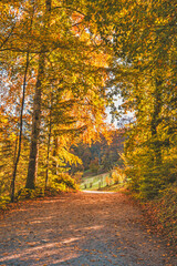 Chemin forestier baigné de soleil d'automne