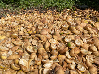 Rotting fruit peels are environmental pollution.