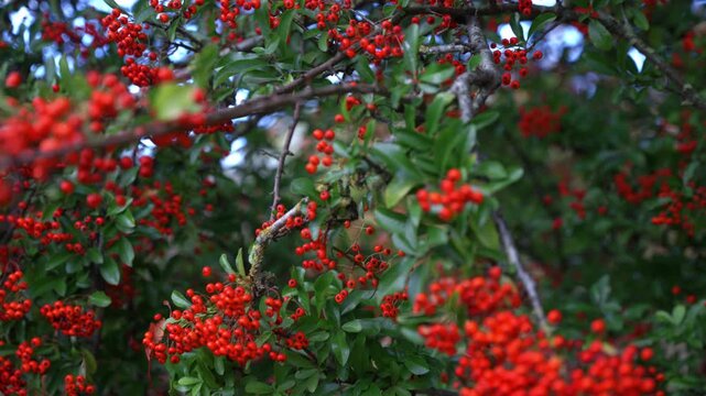 Vivid red pyracantha berries on a bush in a British garden setting