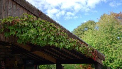 Ivy covers carport roof on a sunny Yorkshire farm day