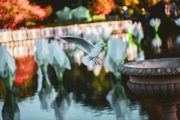 Seagull with open wings flying in the park