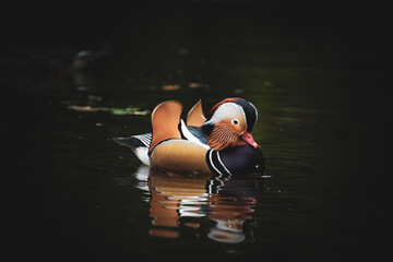 Colourful mandarin duck in the wild