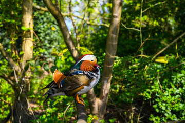 Colourful mandarin duck in the wild