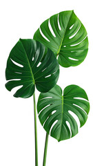 Three large, vibrant green monstera leaves on dark background