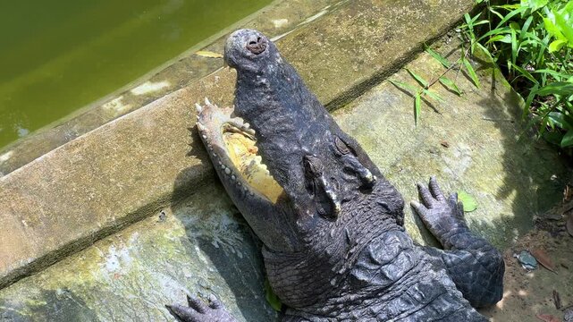 An adult crocodile with an open mouth lies on the ground in the Saigon Zoo and Botanical Garden. Ho Chi Minh City, Vietnam. Asia. An angry crocodile sunbathing. Powerful jaws, armored skin. 4К