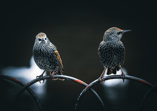 Two starling birds sitting on a metal fence