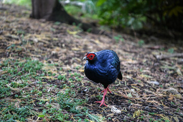 Colourful pheasant  walking on the grass