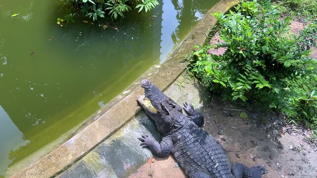 An adult crocodile with an open mouth lies on the ground in the Saigon Zoo and Botanical Garden. Ho Chi Minh City, Vietnam. Asia. An angry crocodile sunbathing. Powerful jaws, armored skin. 4К