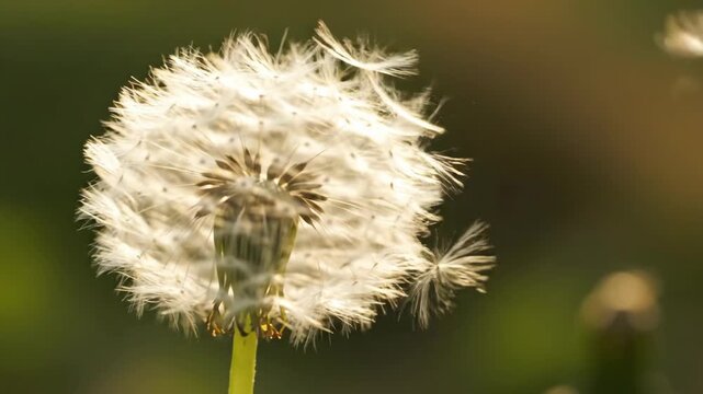 Close-up of a dandelion seed head, soft focus, natural light