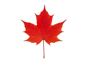red sugar maple leaf leaves plant nature foliage stalk green tree, isolated on white or transparent background. PNG
