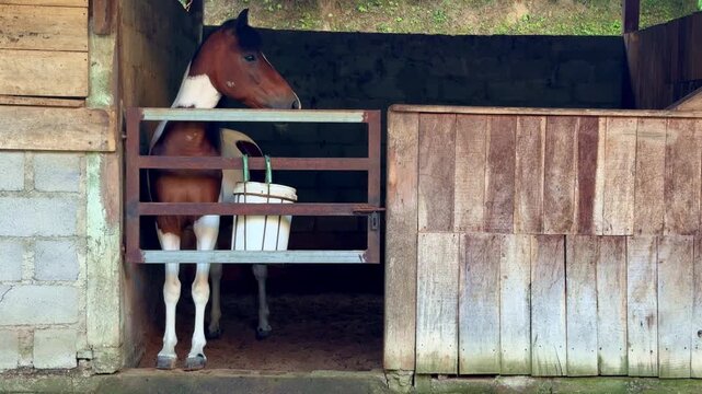 A brown-and-white horse stands inside a rustic stable, calmly resting behind a wooden gate with a feeding bucket hanging on the front. Rural farm life and the peaceful atmosphere of an animal ranch.