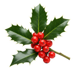 photorealistic macro close-up of vibrant european holly sprigs (ilex aquifolium) with glossy green leaves and dense clusters of crimson berries on a transparent backdrop. elegant winter holiday