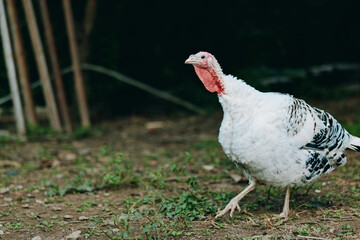 Turkey, domestic turkey, walking, farm, white turkey, poultry, bird, livestock, foraging - Adult white domestic turkey with red wattle walking and foraging on grass and dirt in a rustic farmyard,