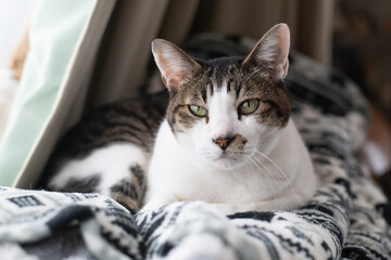 窓辺でくつろぐ猫　キジトラ白	