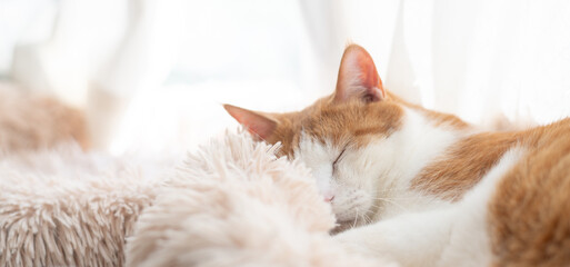 窓辺で眠る可愛い猫　茶トラ白	