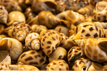 A pile of shells with a brown and white color