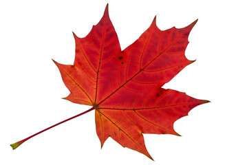red sugar maple leaf leaves plant nature foliage stalk green tree, isolated on white or transparent background. PNG