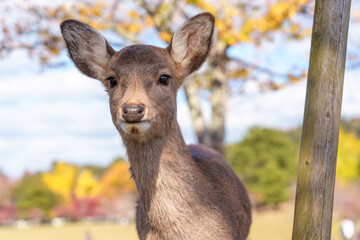 A curious young Sika deer stands looking directly at the camera, framed by the beautiful, colorful autumn landscape in Nara Park.