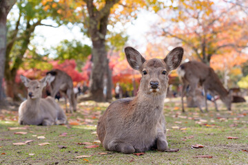 A Sika deer rests in the foreground, looking at the camera, while other deer sit peacefully in the background among the colorful autumn foliage of Nara Park.