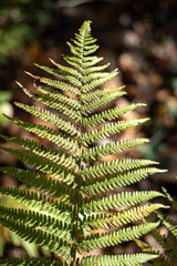 Colorful tree leaves on branches.