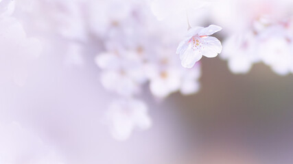 優しい光を浴びて淡くふんわり咲く桜の花のクローズアップ
