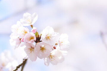 新生活感が漂う爽やかな雰囲気の桜の花のアップ
