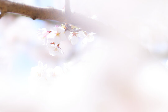 桜の花の間から覗く桜の花
