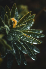 close up of a flower with rain drops