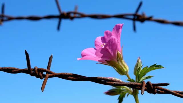 Pink flower growing through barbed wire against clear blue sky day