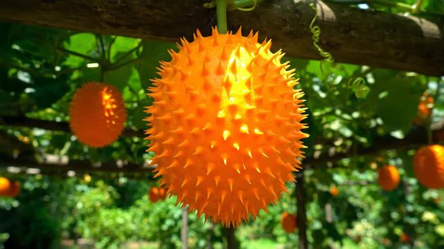 Gac Fruit (Momordica cochinchinensis) Hanging on Vine in the Garden
