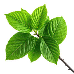 Vibrant green leaves sprout from a branch against a black background