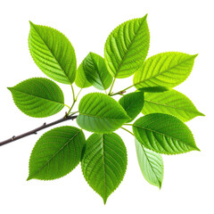 Lush green leaves sprouting from a slender branch against black background