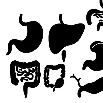 A digestive system anatomy diagram with stomach liver intestines pancreas and gallbladder outlined in black