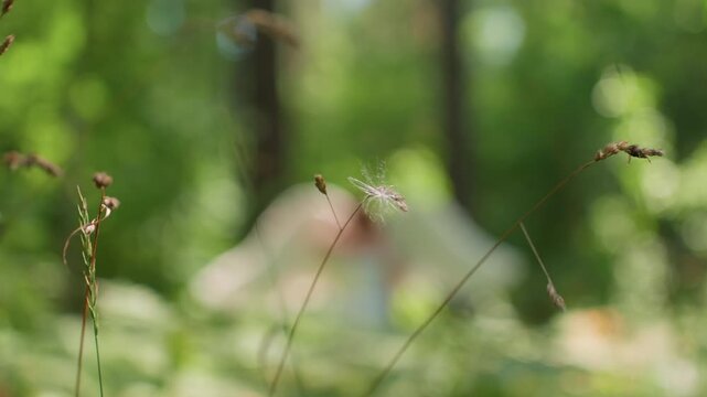Close up of delicate seed head with white fluffy pappus swaying softly in gentle summer breeze, blurred forest greenery glowing in warm sunlight creating dreamy bokeh nature tranquility scene